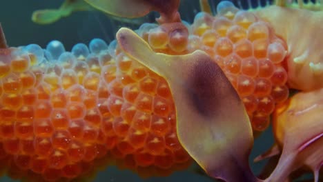 Leafy-Sea-Dragon-with-eggs-4k-slow-motion-South-Australia