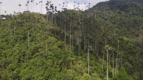 Luftaufnahme-Von-Hohen-Palmen,-Die-Sich-über-Das-Blätterdach-Des-Waldes-Im-Cocora-Tal-In-Kolumbien-Erheben