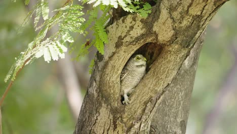 Erschrecken-Sie-Die-Gefleckte-Eule,-Schauen-Sie-Aus-Ihrem-Nest-Und-Klettern-Sie-Dann-Das-Nestbaumloch-Hinauf