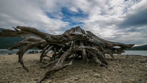 Zeitraffer-Eines-Riesigen-Alten-Stumpfes-An-Einem-Strand-Mit-Aktiven-Wolken