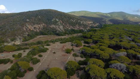 Vibrant-aerial-drone-footage-of-white-cattle-cows-in-the-pine-tree-forest-at-the-beach-seaside-coast-at-Maremma-National-Park-in-Tuscany,-Italy-with-blue-cloud-sky-and-green-umbrella-shaped-trees