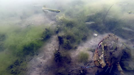 el cangrejo azul atlántico se arrastra en el cuadro en medio de peces pequeños y desaparece en la distancia.