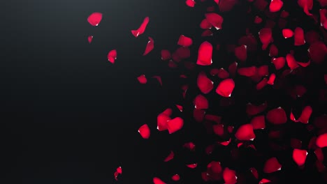 flying petals of roses with on an black background