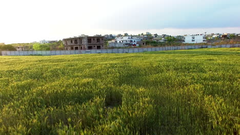 aerial view of a healthy farms near a city, crop is swinging by the wind, an under constructed house over the boundary wall with the farm