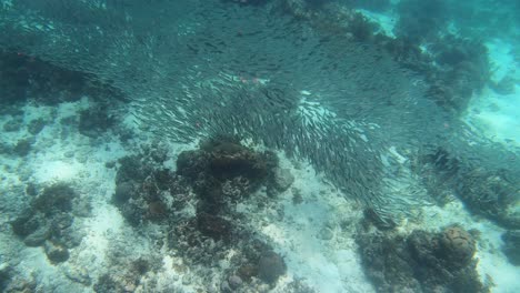 las sardinas crean maravillosas formaciones sobre el suelo del arrecife de coral
