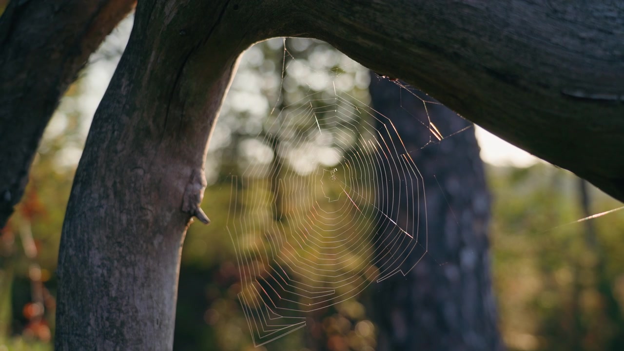 Una ragnatela si estende tra i tronchi degli alberi mentre la luce del sole si riflette splendidamente sui suoi delicati fili, creando riflessi scintillanti su uno sfondo bokeh naturale e morbido.