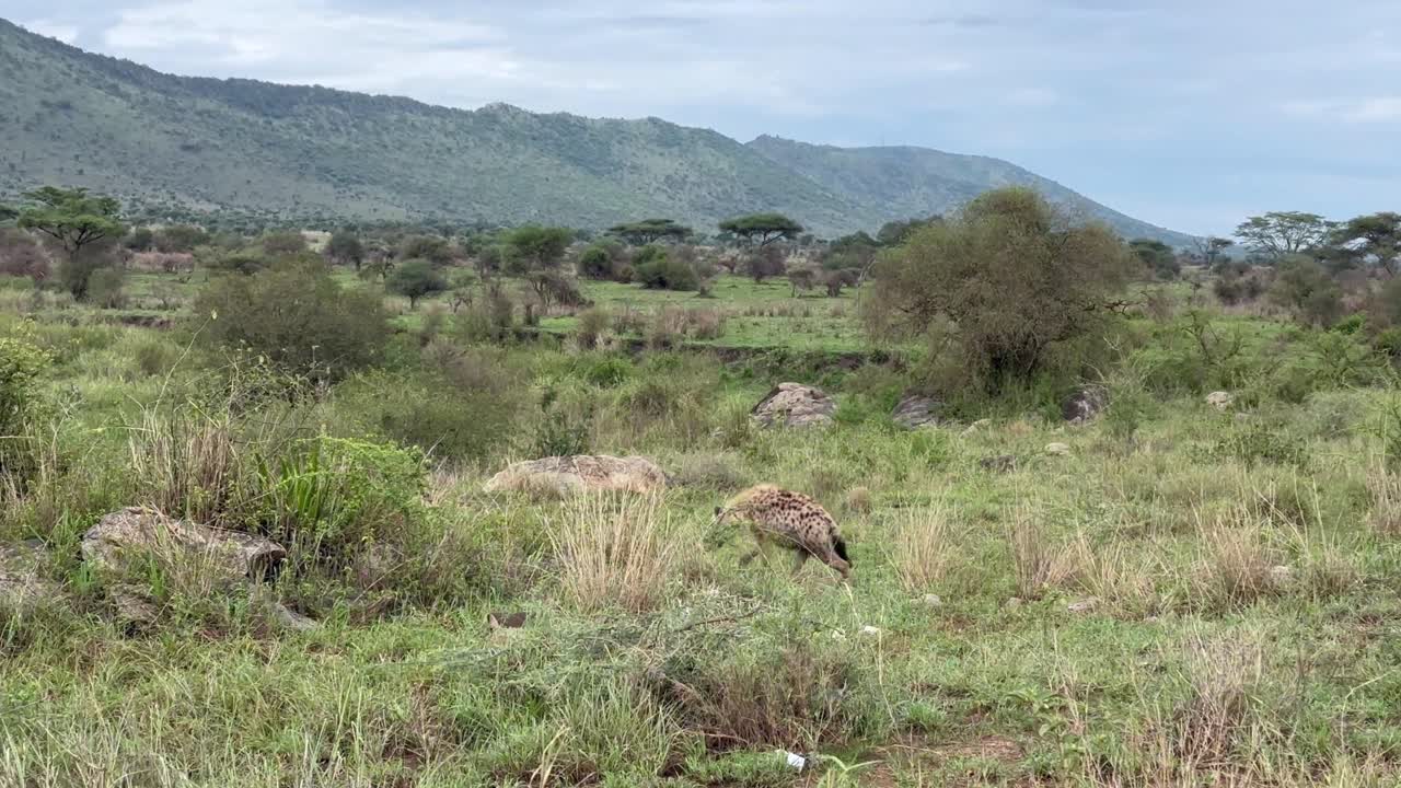 hiena manchada (crocuta crocuta) en el parque nacional serengeti, en tanzania.