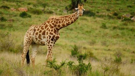 adult giraffe eating leaves from small thorn tree, lifts head, licks nose with purple tongue, flicks tail to chase oxpeckers and walks away in long grass