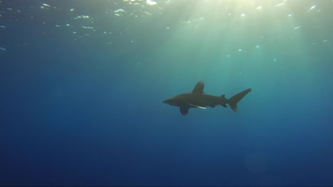 Tiburón-Oceánico-Nada-Con-El-Sol-En-La-Espalda