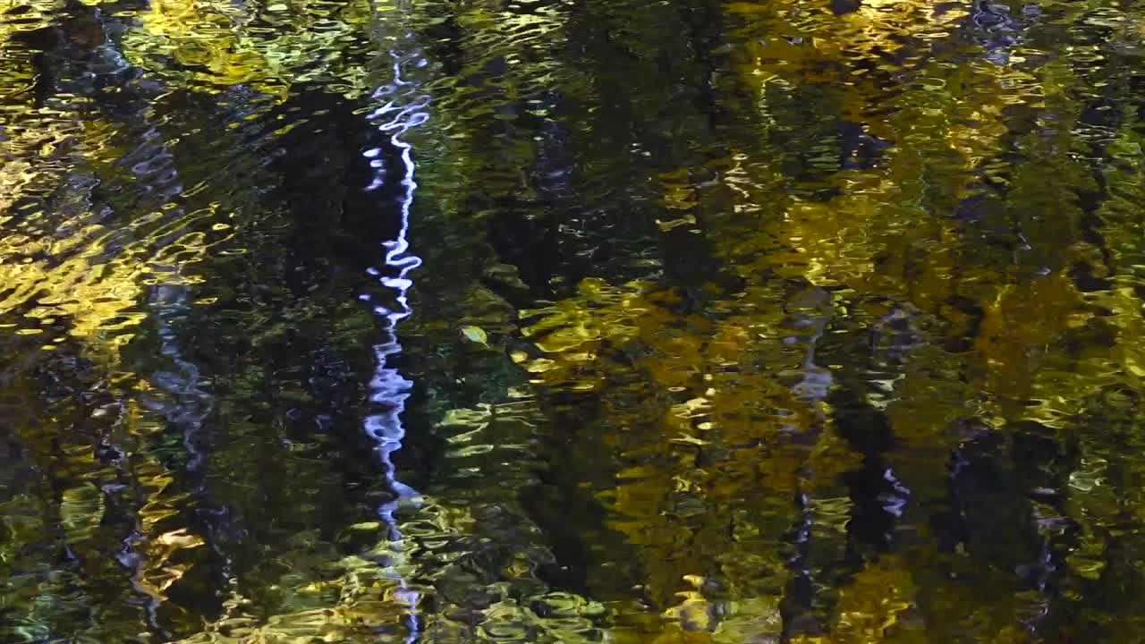 Folhas de outono e lagoa na floresta