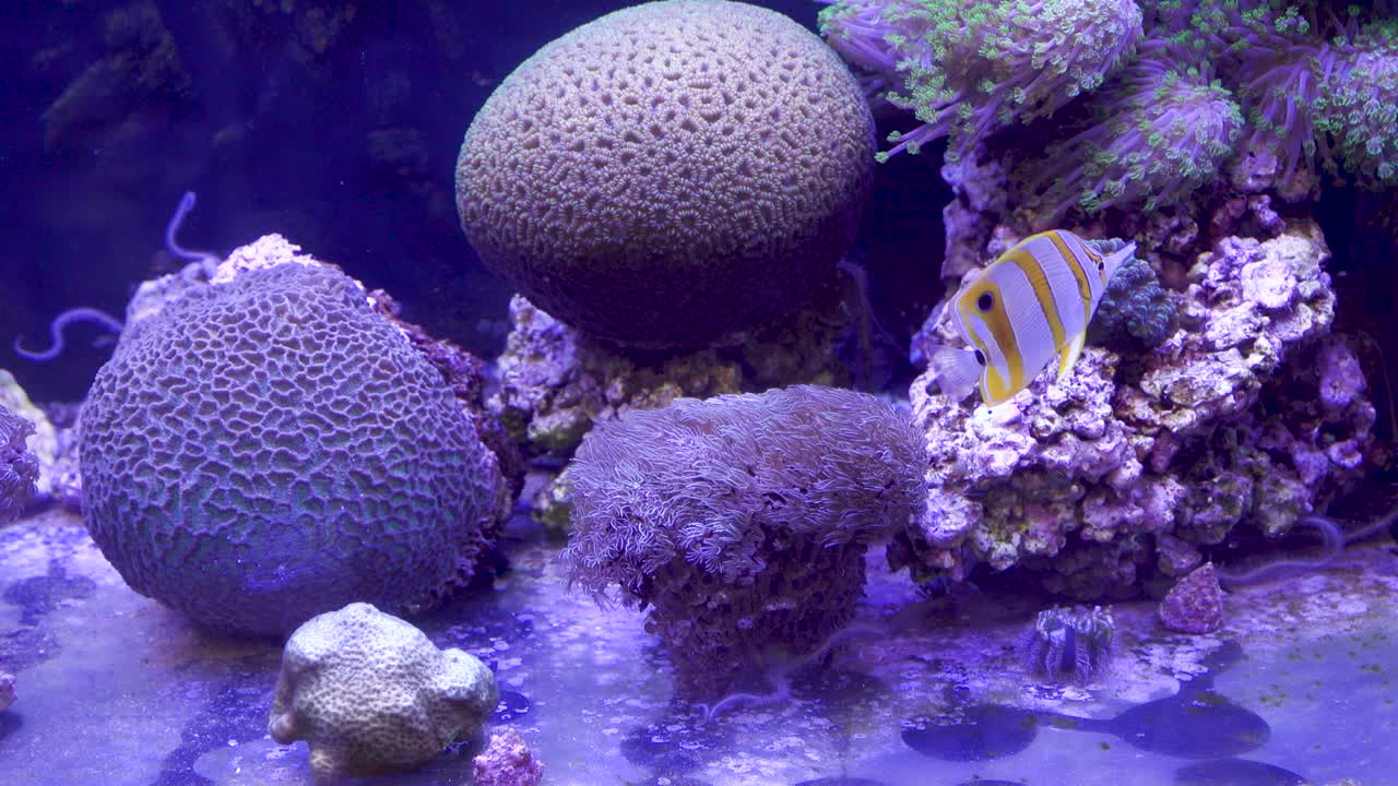 Vibrant coral reef teeming with life, showcasing colourful corals and tropical fish.