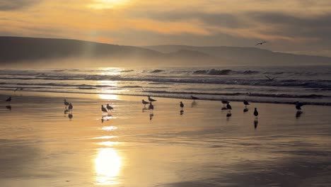 Un-Grupo-De-Gaviotas-Se-Congrega-En-La-Costa-De-España,-Su-Presencia-Se-Refleja-En-La-Orilla-Reflectante,-Mientras-Las-Olas-Rompen-En-El-Fondo,-Componiendo-Un-Tranquilo-Cuadro-Natural.