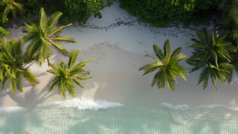 aerial view of tropical beach with palm trees and turquoise water