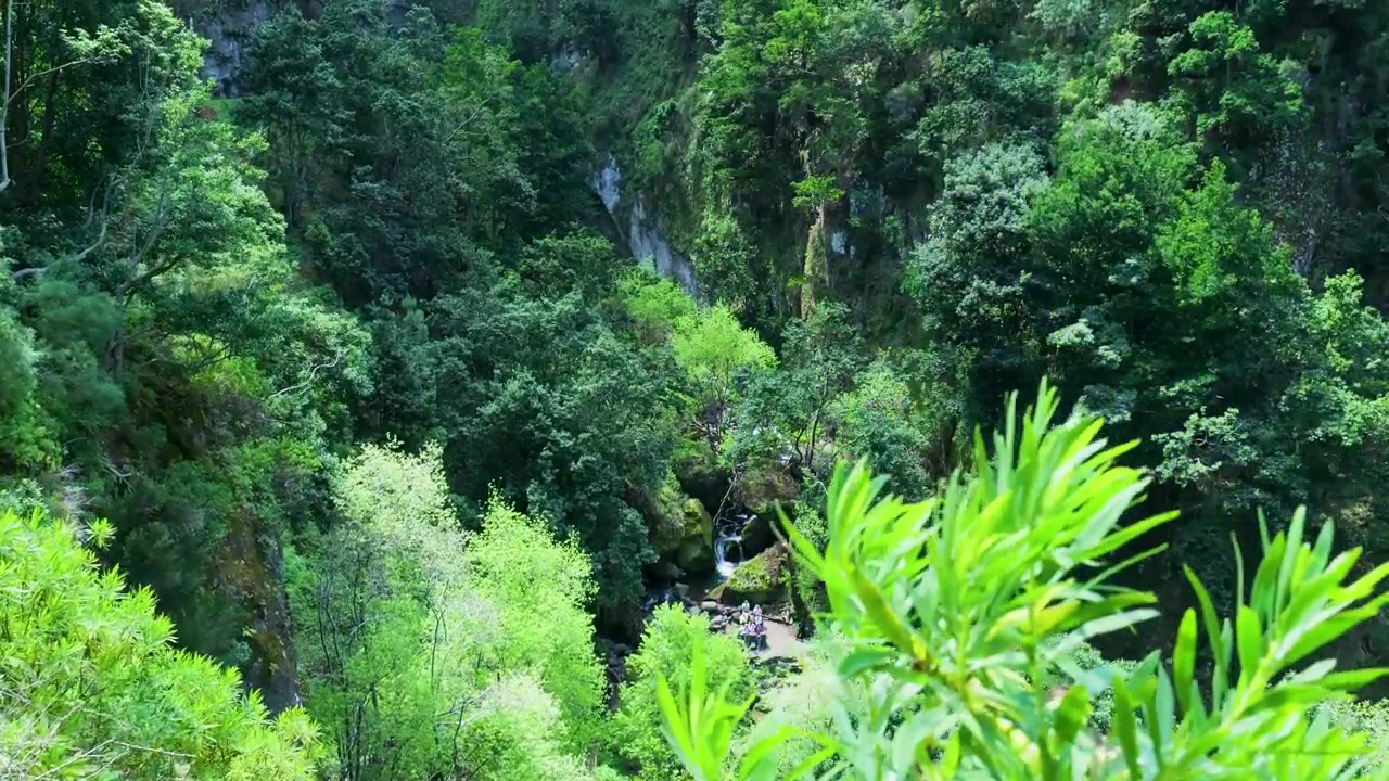 Üppig grünes Waldtal mit kleinem Bach.