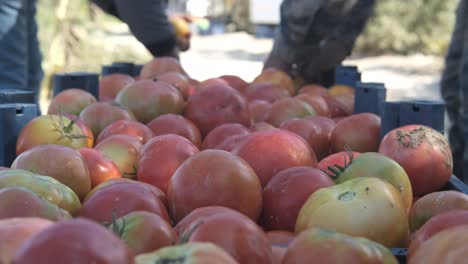 pick  tomatoes in the crates