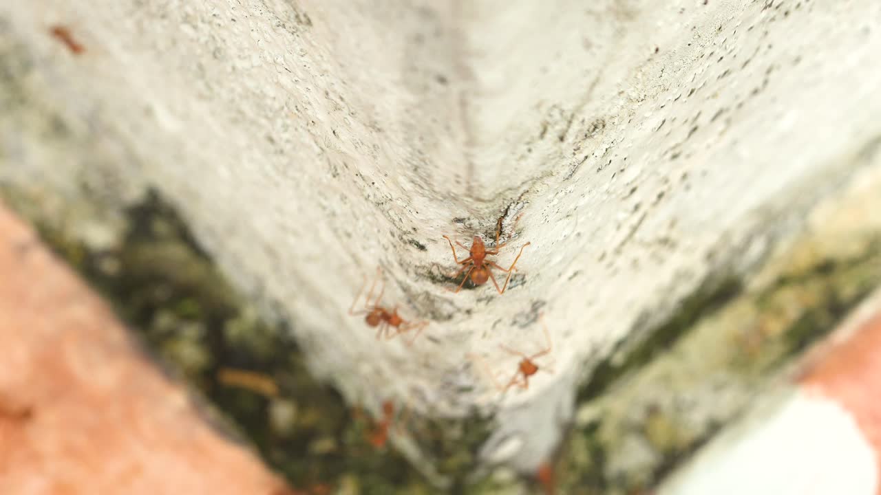 hormigas del ejército naranja en la esquina blanca con musgo macro profundidad de campo