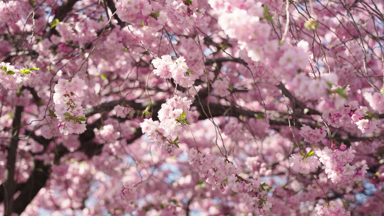 Plano medio de un cerezo en flor con flores rosas meciéndose con el viento