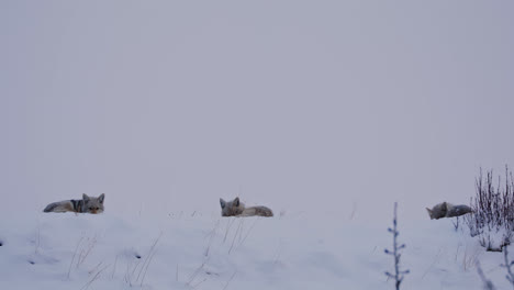 three coyotes resting in the snow