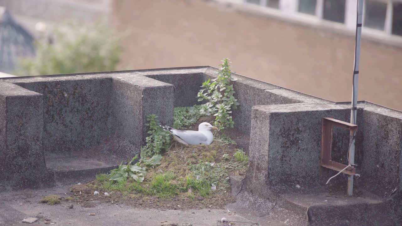 A seagull sitting on it&rsquo;s nest on top of a building rooftop outdoors