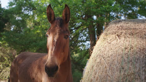 dos hermosos caballos comiendo heno en una granja