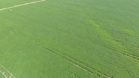 Fly-over-crops-of-soy-bean-plants