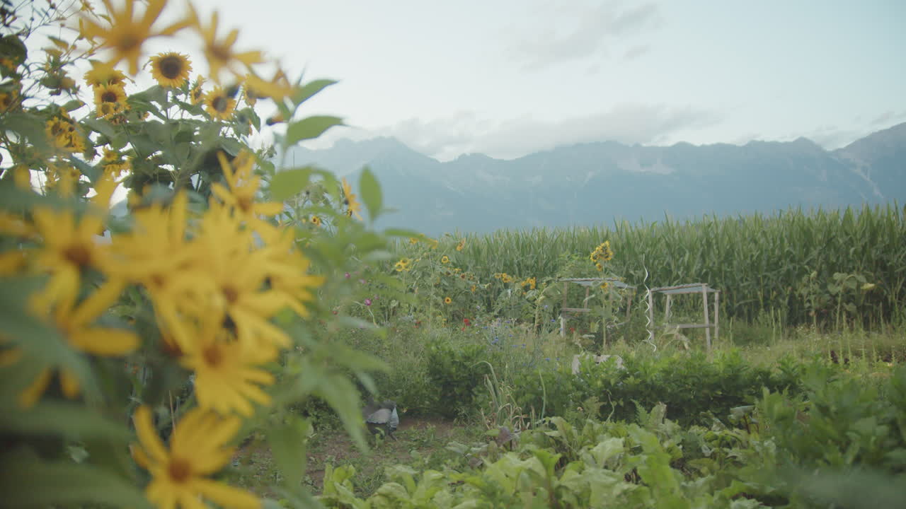 Calm shot of yellow blossoms in the garden with distant hills and tree silhouette. Soft natural ambiance for nature and gardening projects