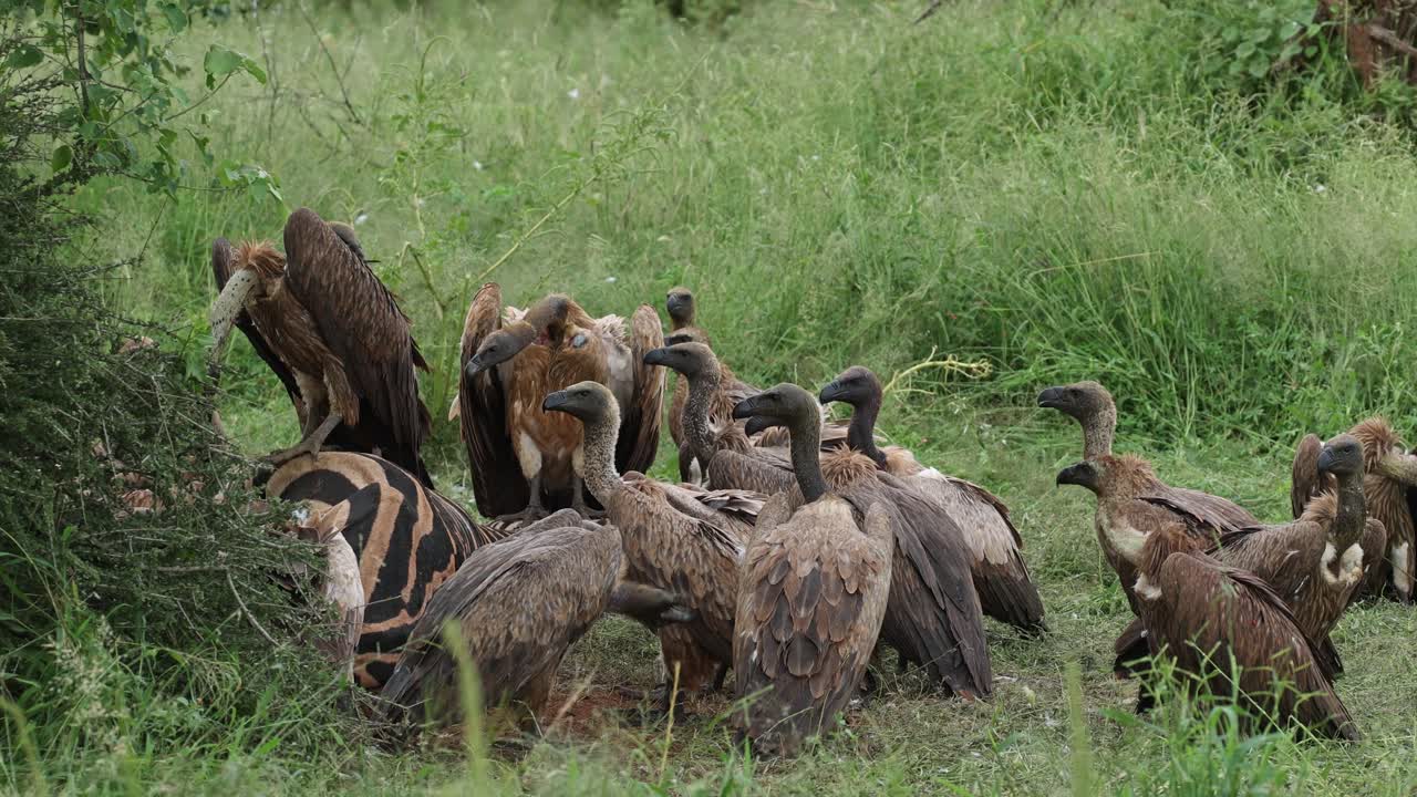 Wide shot of lots of white-backed vultures fighting over the leftovers of a zebra kill, Mashatu Game Reserve, Botswana