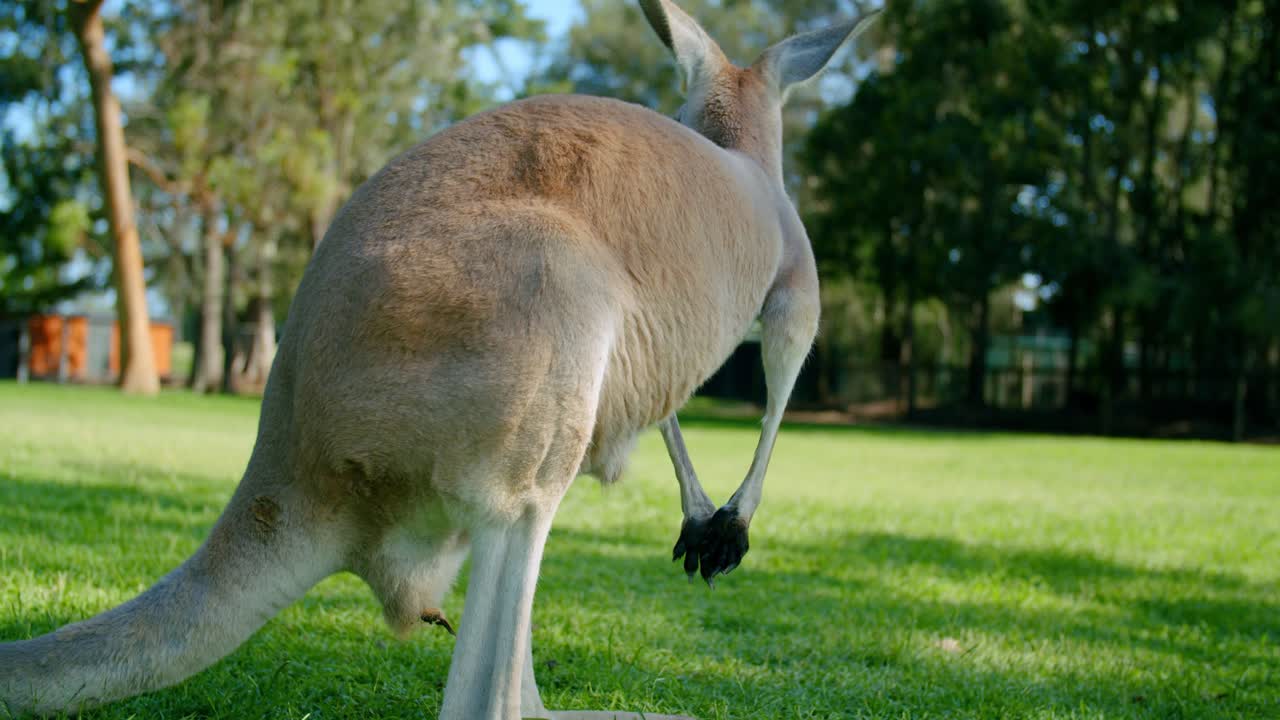 SLOW MOTION Red Kangaroo Licking It’s Paws