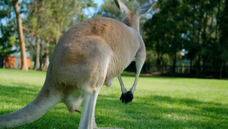 slow motion red kangaroo licking it’s paws