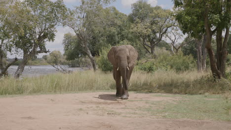 slow motion footage of a baby elephant slowly walking towards the camera