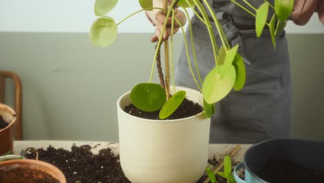 Crop-woman-transplanting-Chinese-money-plant