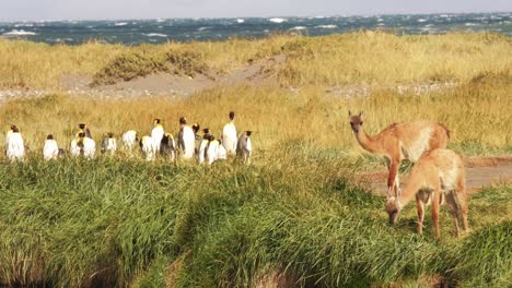 Patagonian-Fauna-Guanacos-Llamas,-Vicunas-meet-Colony-of-Magellanic-Penguins-Sea-Landscape-in-South-American-Field-Landscape