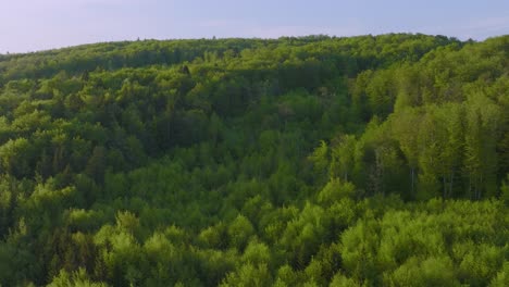 vibrant green forest with dense conifer trees