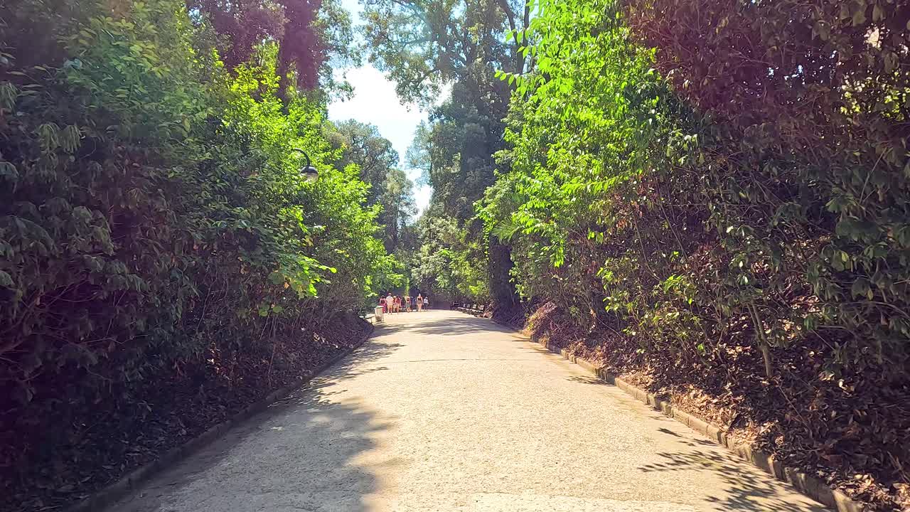 울창 한 초록색 을 가로질러 조용 한 산책