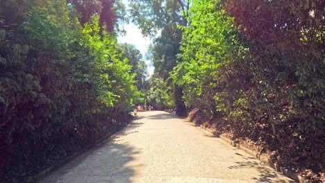 a serene walk through lush greenery