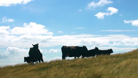 black angus cows standing on a beautiful hill in new zealand