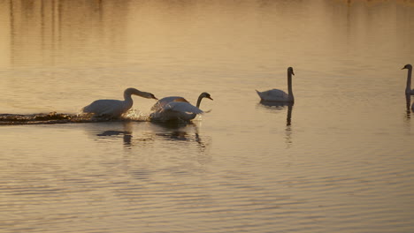 slow-motion footage capturing the mirrored movements of swans during their early spring mating dance.