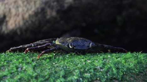 Krabbe,-Die-Sich-Unter-Einem-Felsen-Versteckt-Und-Beim-Wandern-In-Australien-Wild-Lebende-Tiere-Süß-Ist