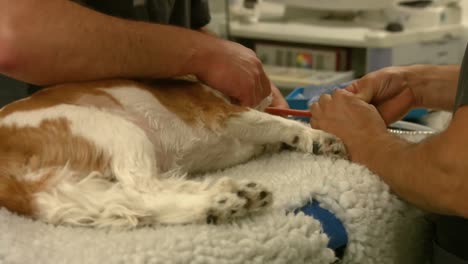 vet and nurse working on dog