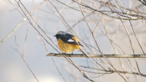 eastern yellow robin perched on a tree branch and fly away - slow-motion in winter south korea