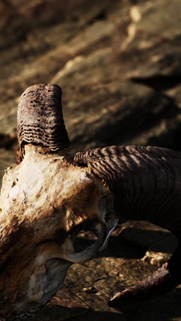 close up of a ram skull