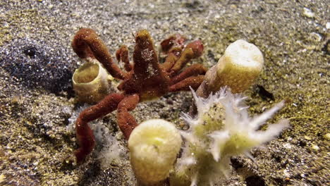 orangutan crab examines a piece of sponge with its claws, presumably in search of prey