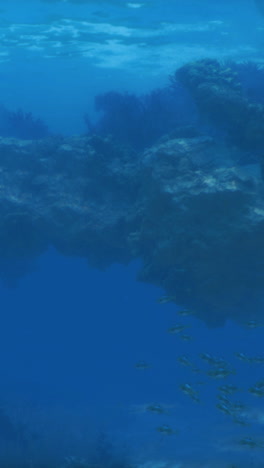 escena submarina con arrecife de coral y cardum de peces