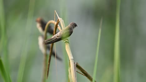 a pair of grey-throated martins perch together, showcasing calm interaction and social bonding. captured in their natural setting, highlighting typical pair behavior