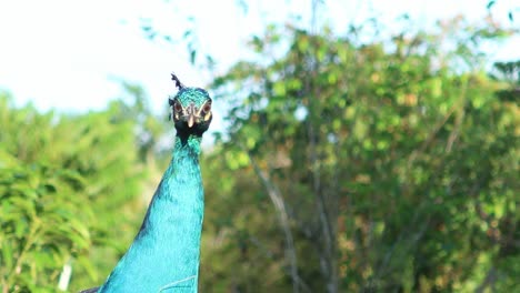 Indischer-Pfau,-Blau,-Nahaufnahme,-Video,-Wildes-Tier,-Vogel