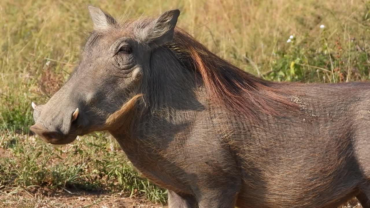 cerdo de verruga mirando los peligros en su hábitat natural parque nacional kruger en sudáfrica
