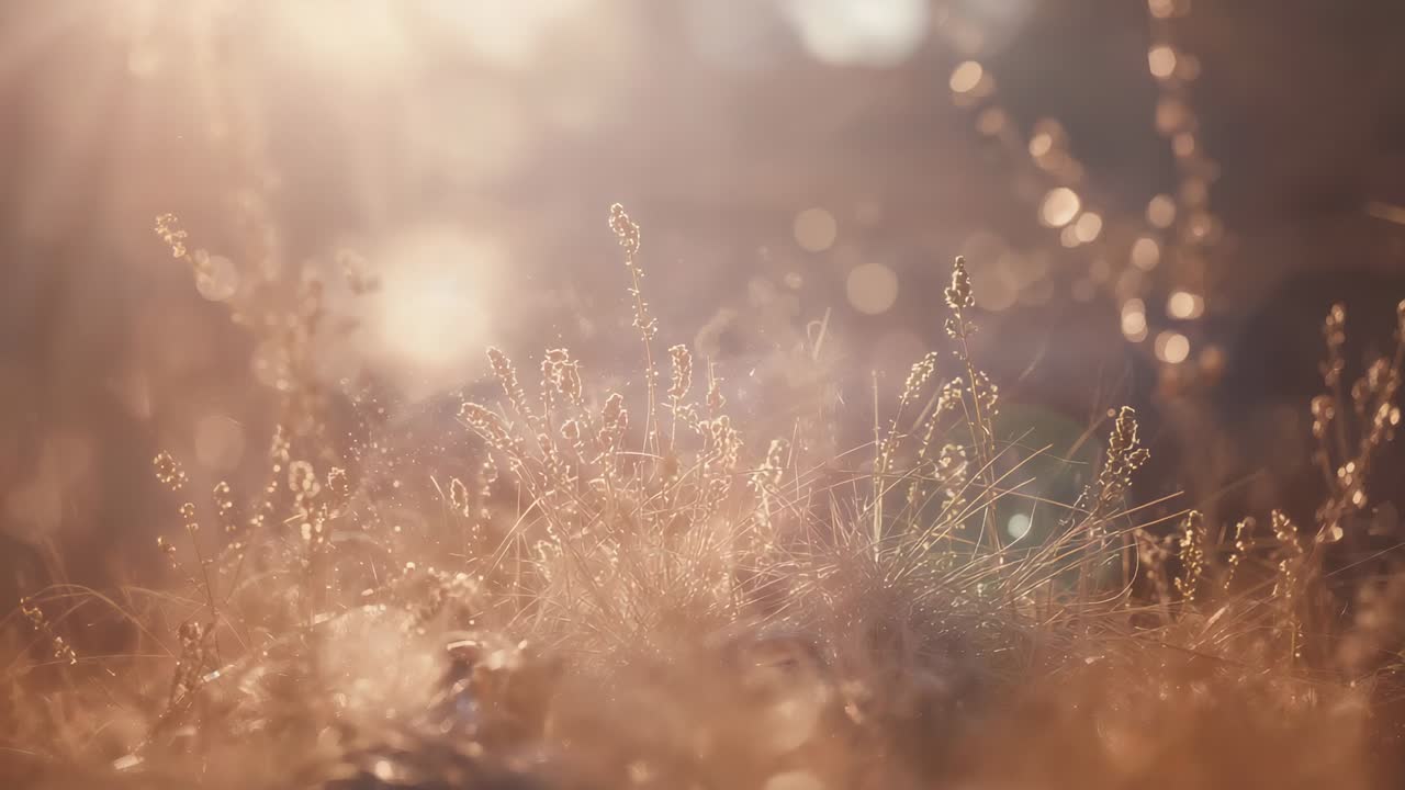 Swaying central dry grass seedheads responding to low sun rays in meadow, with drifting bokeh