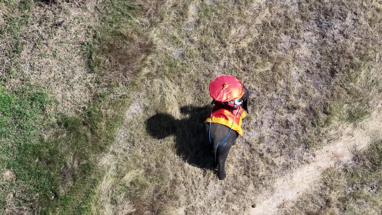 Toma cenital con dron de un elefante con un paraguas rojo caminando entre hierba seca