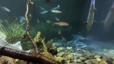 punto de vista amplio de mirar en un acuario de agua dulce en un zoológico local