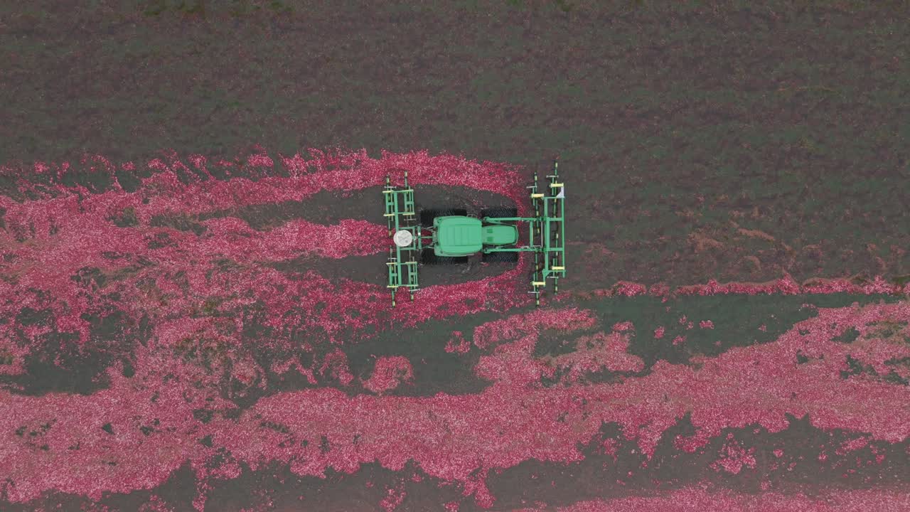 A harrow tractor mows a Wisconsin cranberry bog, knocking buoyant cranberries off the vine